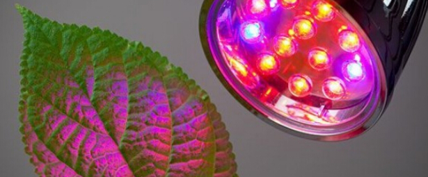 LED Grow Light is suitable for plant factory 